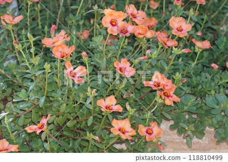 花 118810499