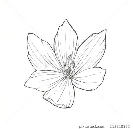 犬花藏紅花 犬花藏紅花 118810553