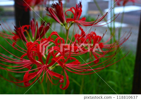 紅蜘蛛百合 118810637