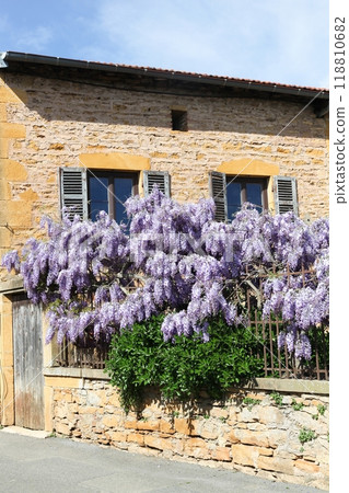 Wisteria in the medieval village of Oingt in France Wisteria in the medieval village of Oingt in France 118810682