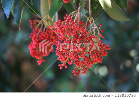 Bright red coral tree fruit 118810756