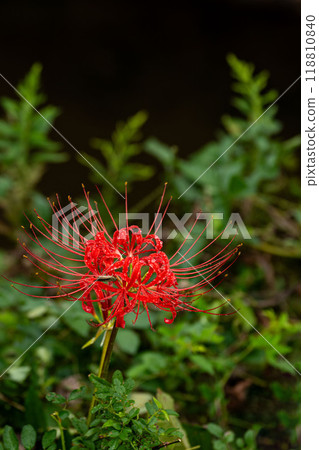 Cluster amaryllis after the rain Cluster amaryllis after the rain 118810840