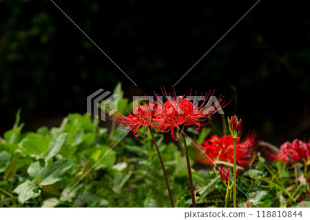 雨後群集阿瑪麗利斯 118810844