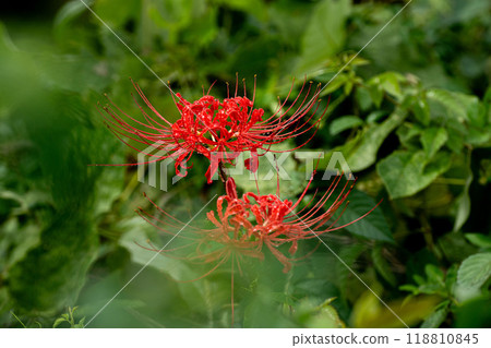 雨後群集阿瑪麗利斯 雨後群集阿瑪麗利斯 118810845