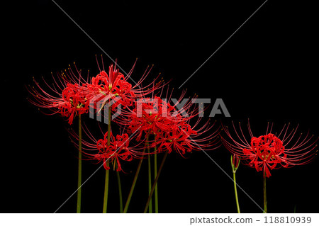 盛開的紅蜘蛛百合和黑色背景的複製空間 盛開的紅蜘蛛百合和黑色背景的複製空間 118810939
