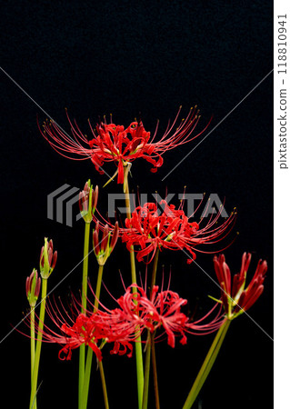 Blooming spider lilies and copy space on a black background 118810941