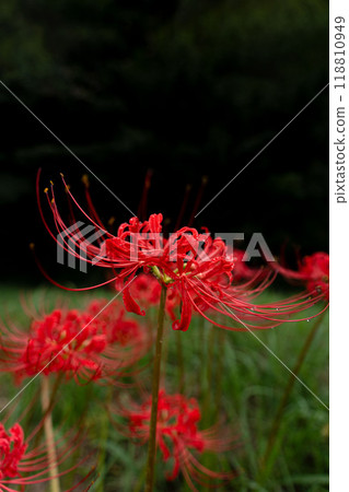 盛開的紅蜘蛛百合和黑色背景的複製空間 盛開的紅蜘蛛百合和黑色背景的複製空間 118810949