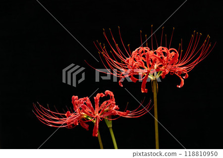 盛開的紅蜘蛛百合和黑色背景的複製空間 118810950