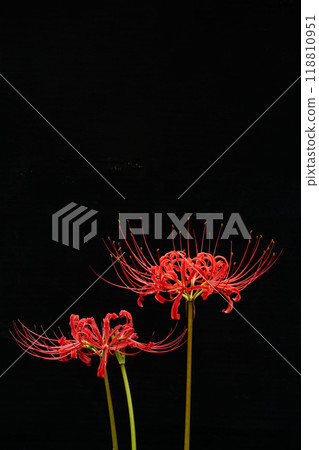 盛開的紅蜘蛛百合和黑色背景的複製空間 118810951