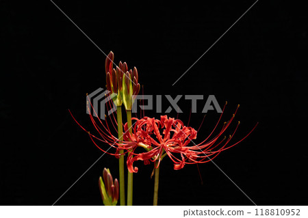 盛開的紅蜘蛛百合和黑色背景的複製空間 盛開的紅蜘蛛百合和黑色背景的複製空間 118810952