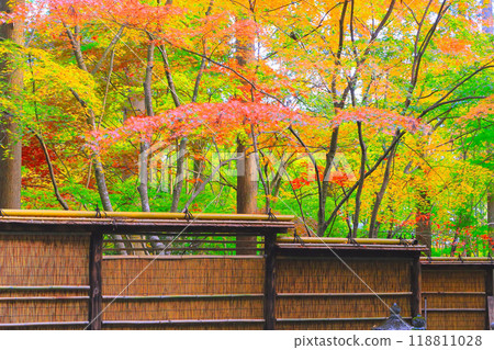 Maple trees in a Japanese garden starting to change color Maple trees in a Japanese garden starting to change color 118811028