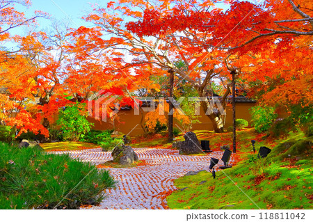 Vivid autumn foliage at Entsuin Temple Garden 118811042