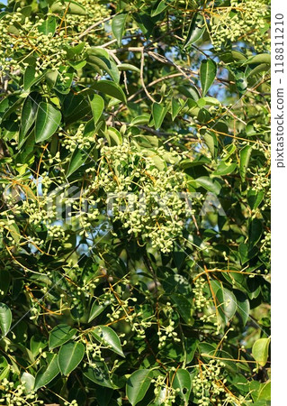 Young liquorice fruit, September 2024 118811210