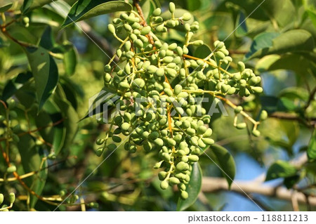 Young liquorice fruit, September 2024 118811213