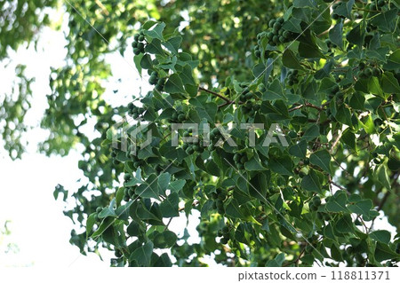Young Chinese tallow tree fruit, 2024 118811371