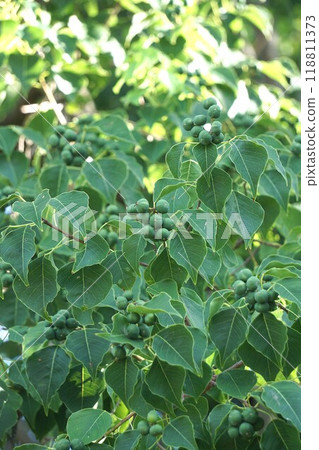 南京蝦虎魚的幼果，2024㋇ 118811373