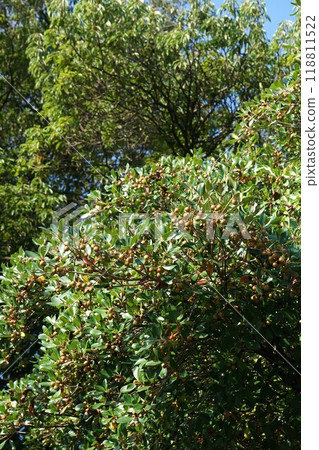 八月木果果變色了 八月木果果變色了 118811522