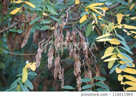 Robinia pseudoacacia, September 2024 Robinia pseudoacacia, September 2024 118811964