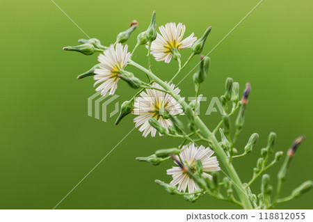 秋乃月 03 118812055