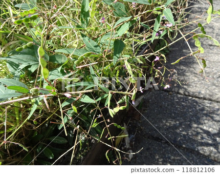 aretinus 的成員 118812106