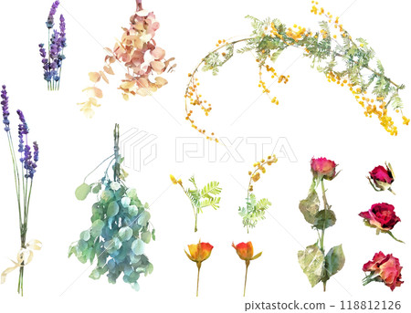 乾燥花插畫素材組2(含羞草、尤加利、薰衣草等) 乾燥花插畫素材組2(含羞草、尤加利、薰衣草等) 118812126