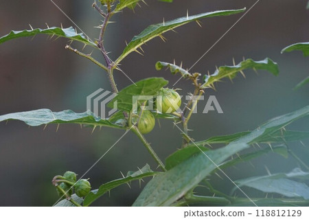 Fruit of Walnut Vi Fruit of Walnut Vi 118812129