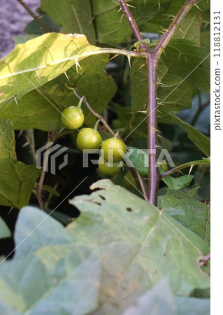 Fruit of Walnut Vi Fruit of Walnut Vi 118812131