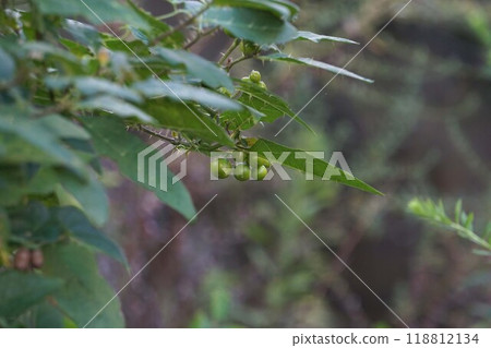 核桃的果實 核桃的果實 118812134