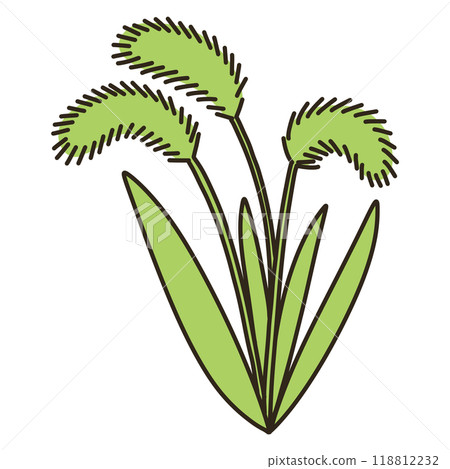 Setaria viridis 118812232