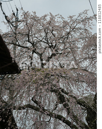 Beautiful cherry blossoms Beautiful cherry blossoms 118812485