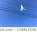 White bird 118812536
