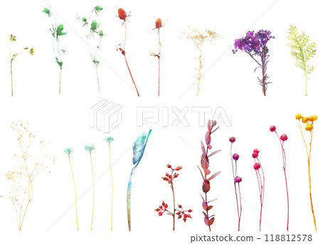 Dried flower illustration material set 4 (branch) 118812578