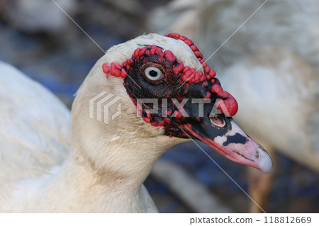 Close up head white Muscovy Duck in garden 118812669