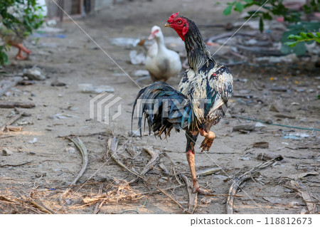 The fighting cock in garden nature farm 118812673