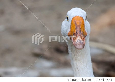 Close up head White goose in garden 118812674