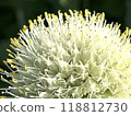 Close-up of leek flower 118812730