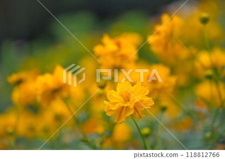 漂亮的Kibanakosmos 漂亮的Kibanakosmos 118812766