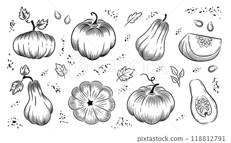 Pumpkin outline set on white background. Pumpkins of various shapes. Hand-drawn sketch. Vector illustration clipart. 118812791