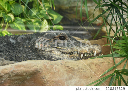 西非鱷魚棲息在岩石上 118812829