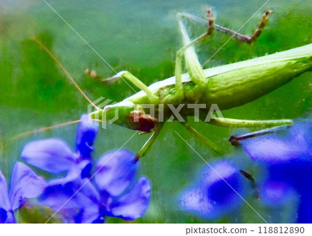 我在草地上散步時遇到的一位蚱蜢的朋友。 118812890