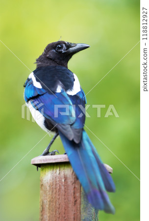 Portrait of a young Eurasian magpie perched on a wooden post against green background 118812927
