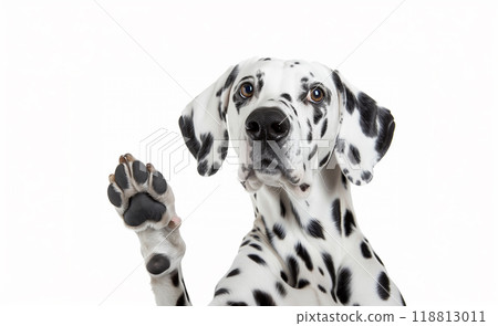 Dalmatian with one leg raised, looking embarrassed 118813011