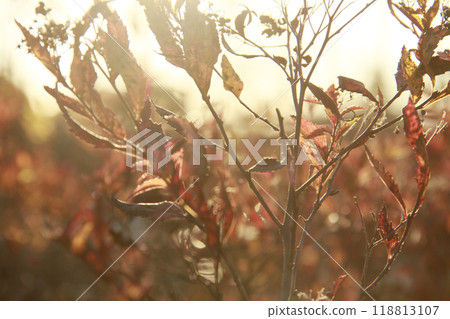 溫暖的夕陽光與枯葉 118813107