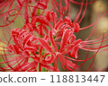 升級Higanki花 118813447