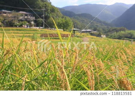 結實的稻穗、稻田豐收、水稻栽培稻穗 118813581