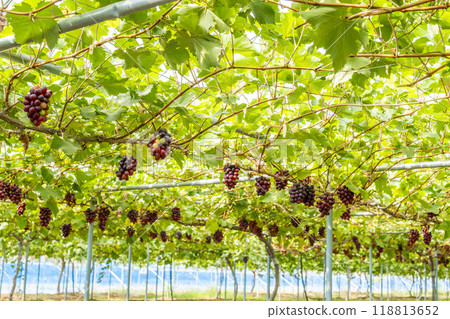 Queen Nina Grape Picking Sendai City, Miyagi Prefecture Queen Nina Grape Picking Sendai City, Miyagi Prefecture 118813652