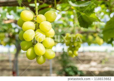 Ripe Shine Muscat Grape Picking Sendai City, Miyagi Prefecture 118813662