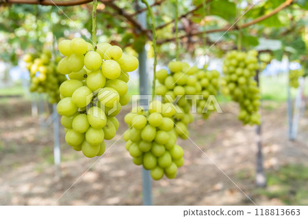 Ripe Shine 馬斯喀特葡萄採收 宮城縣仙台市 118813663