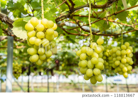 Ripe Shine Muscat Grape Picking Sendai City, Miyagi Prefecture 118813667