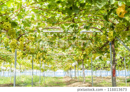 Ripe Shine Muscat Grape Picking Sendai City, Miyagi Prefecture 118813673